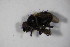  ( - DIP 04801)  @12 [ ] CreativeCommons - Attribution Non-Commercial Share-Alike (2015) Unspecified SNSB, Zoologische Staatssammlung Muenchen