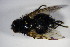  ( - DIP 04809)  @12 [ ] CreativeCommons - Attribution Non-Commercial Share-Alike (2015) Unspecified SNSB, Zoologische Staatssammlung Muenchen