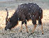  (Tragelaphus angasii - GBOL13291)  @11 [ ] CreativeCommons - Attribution Non-Commercial Share-Alike (2015) Unspecified SNSB, Zoologische Staatssammlung Muenchen