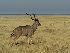  (Tragelaphus - GBOL13332)  @11 [ ] CreativeCommons - Attribution Non-Commercial Share-Alike (2015) Unspecified SNSB, Zoologische Staatssammlung Muenchen