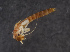  ( - NHMUK013266140)  @11 [ ] Unspecified (default): All Rights Reserved  Ben W Price Natural History Museum, London