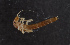  ( - NHMUK013266140)  @11 [ ] Unspecified (default): All Rights Reserved  Ben W Price Natural History Museum, London