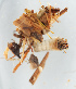  ( - NHMUK013266219)  @11 [ ] Unspecified (default): All Rights Reserved  Ben W Price Natural History Museum, London