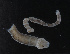  ( - NHMUK013266369)  @11 [ ] Unspecified (default): All Rights Reserved  Ben W Price Natural History Museum, London