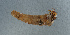  ( - NHMUK013267420)  @11 [ ] Unspecified (default): All Rights Reserved  Ben W Price Natural History Museum, London