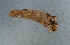  ( - NHMUK013267420)  @11 [ ] Unspecified (default): All Rights Reserved  Ben W Price Natural History Museum, London