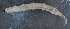  ( - NHMUK013268520)  @11 [ ] Unspecified (default): All Rights Reserved  Ben W Price Natural History Museum, London