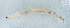  ( - NHMUK013268520)  @11 [ ] Unspecified (default): All Rights Reserved  Ben W Price Natural History Museum, London