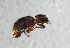  ( - NHMUK013268563)  @11 [ ] Unspecified (default): All Rights Reserved  Ben W Price Natural History Museum, London