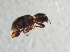  ( - NHMUK013268563)  @11 [ ] Unspecified (default): All Rights Reserved  Ben W Price Natural History Museum, London
