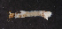  ( - NHMUK013269079)  @11 [ ] Unspecified (default): All Rights Reserved  Ben W Price Natural History Museum, London