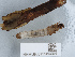  ( - NHMUK013269084)  @11 [ ] Unspecified (default): All Rights Reserved  Ben W Price Natural History Museum, London