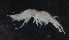  ( - NHMUK013269236)  @11 [ ] Unspecified (default): All Rights Reserved  Ben W Price Natural History Museum, London
