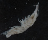  ( - NHMUK013269236)  @11 [ ] Unspecified (default): All Rights Reserved  Ben W Price Natural History Museum, London