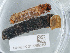  ( - NHMUK013269263)  @11 [ ] Unspecified (default): All Rights Reserved  Ben W Price Natural History Museum, London