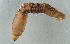  ( - NHMUK013269544)  @11 [ ] Unspecified (default): All Rights Reserved  Ben W Price Natural History Museum, London