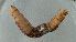  ( - NHMUK013269544)  @11 [ ] Unspecified (default): All Rights Reserved  Ben W Price Natural History Museum, London