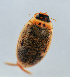  ( - NHMUK014420656)  @11 [ ] Unspecified (default): All Rights Reserved  Ben W Price Natural History Museum, London