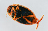  ( - NHMUK014420656)  @11 [ ] Unspecified (default): All Rights Reserved  Ben W Price Natural History Museum, London