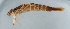  ( - NHMUK014420661)  @11 [ ] Unspecified (default): All Rights Reserved  Ben W Price Natural History Museum, London