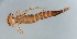  ( - NHMUK014420661)  @11 [ ] Unspecified (default): All Rights Reserved  Ben W Price Natural History Museum, London