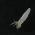  ( - NHMUK014421998)  @11 [ ] Unspecified (default): All Rights Reserved  Ben W Price Natural History Museum, London