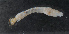  ( - NHMUK014422002)  @11 [ ] Unspecified (default): All Rights Reserved  Ben W Price Natural History Museum, London