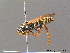  ( - BC ZSM HYM 10207)  @13 [ ] CreativeCommons - Attribution Non-Commercial Share-Alike (2010) Stefan Schmidt SNSB, Zoologische Staatssammlung Muenchen