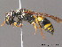  (Ancistrocerus nigricornis - BC ZSM HYM 10217)  @14 [ ] CreativeCommons - Attribution Non-Commercial Share-Alike (2010) Stefan Schmidt SNSB, Zoologische Staatssammlung Muenchen