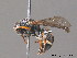  (Stenodynerus bluethgeni - BC ZSM HYM 10218)  @14 [ ] CreativeCommons - Attribution Non-Commercial Share-Alike (2010) Stefan Schmidt SNSB, Zoologische Staatssammlung Muenchen