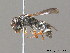  ( - BC ZSM HYM 10220)  @13 [ ] CreativeCommons - Attribution Non-Commercial Share-Alike (2010) Stefan Schmidt SNSB, Zoologische Staatssammlung Muenchen