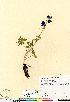  (Aconitum delphiniifolium - Cooper_1142_CAN)  @11 [ ] Copyright (2011) Canadian Museum of Nature Canadian Museum of Nature