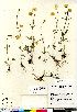  ( - Gillespie_7094_CAN)  @11 [ ] Copyright (2011) Canadian Museum of Nature Canadian Museum of Nature