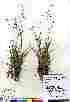  ( - Gillespie_7291b)  @11 [ ] Copyright (2010) Copyright Canadian Museum of Nature