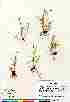  ( - Gillespie_6973b)  @11 [ ] Copyright (2010) Copyright Canadian Museum of Nature