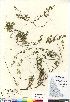  (Linnaea borealis - Bennett_06-392_CAN)  @11 [ ] Copyright (2011) Canadian Museum of Nature Canadian Museum of Nature