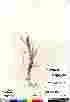 ( - Gillespie_8677b)  @11 [ ] Copyright (2011) Canadian Museum of Nature Canadian Museum of Nature