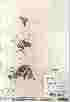  ( - Gillespie_8661a)  @11 [ ] Copyright (2011) Canadian Museum of Nature Canadian Museum of Nature