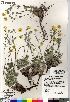  (Potentilla hybrid sect. Niveae x Pensylvanicae nivea x pulchella x subvahliana - Gillespie_9831_CAN)  @11 [ ] Copyright (2012) Canadian Museum of Nature Canadian Museum of Nature