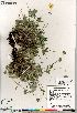  (Potentilla hybrid sect. Niveae x Pensylvanicae arenosa x pulchella - Gillespie_10060_CAN)  @11 [ ] Copyright (2012) Canadian Museum of Nature Canadian Museum of Nature