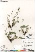  (Potentilla hybrid sect. Niveae x Pensylvanicae pulchella x nivea x arenosa - Gillespie_10117_CAN)  @11 [ ] Copyright (2012) Canadian Museum of Nature Canadian Museum of Nature