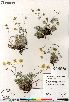  (Potentilla hybrid - Gillespie_10135_CAN)  @11 [ ] Copyright (2012) Canadian Museum of Nature Canadian Museum of Nature