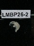  (Gammaropsis - LMBP26-002)  @13 [ ] Unspecified (default): All Rights Reserved  Unspecified Unspecified