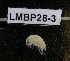  ( - LMBP28-003)  @13 [ ] Unspecified (default): All Rights Reserved  Unspecified Unspecified