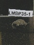  (Melita sp - LMBP35-001)  @11 [ ] Unspecified (default): All Rights Reserved  Unspecified Unspecified