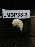  ( - LMBP38-003)  @13 [ ] Unspecified (default): All Rights Reserved  Unspecified Unspecified
