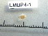  (Cirolana cranchii - LMBP4-001)  @11 [ ] Unspecified (default): All Rights Reserved  Unspecified Unspecified