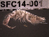  (Corophium multisetosum - SFC14-001)  @13 [ ] Unspecified (default): All Rights Reserved  Unspecified Unspecified