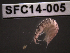  (Corophium sp - SFC14-005)  @11 [ ] Unspecified (default): All Rights Reserved  Unspecified Unspecified