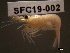  ( - SFC19-002)  @11 [ ] Unspecified (default): All Rights Reserved  Unspecified Unspecified